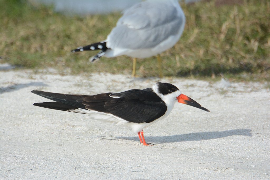 Skimmer, Black, 2015-01098289 Merritt Island NWR, FL.JPG - Black Skimmer. Merritt Island National Wildlife Refuge, MA, 1-9-2015